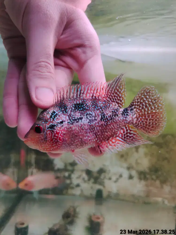 ikan lohan gb 8cm+ proses mutasi full mutiara cerah warna oren merah