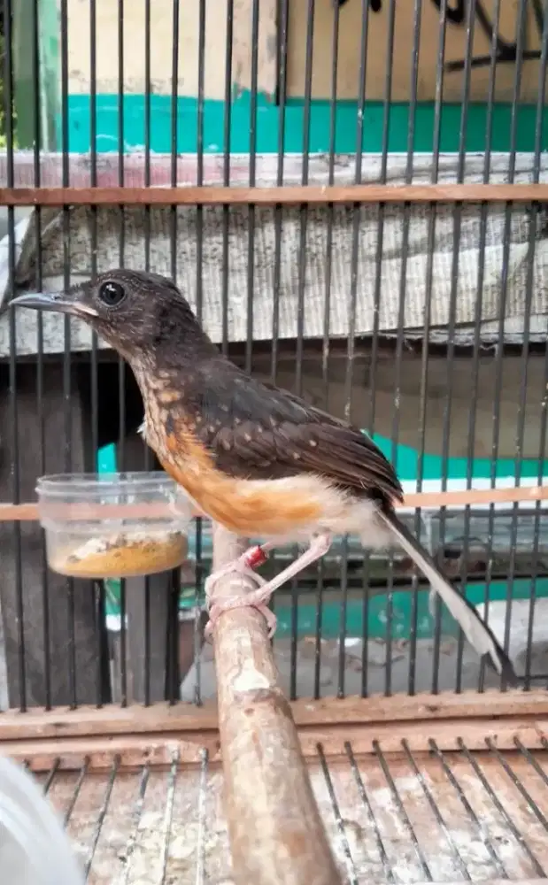 Murai Batu Medan Blorok Jantan Split Panda Badan Gede Rajin Bunyi