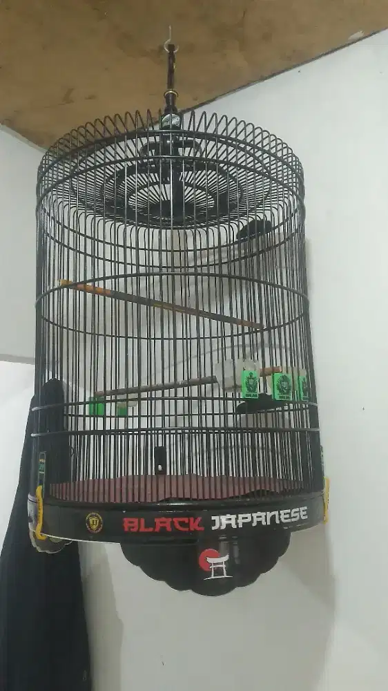 Di jual sangkar jj jaya black japanes