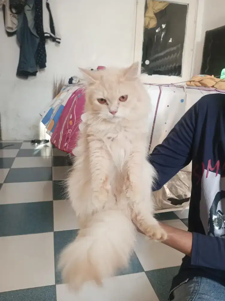 Persia jantan 10bulan