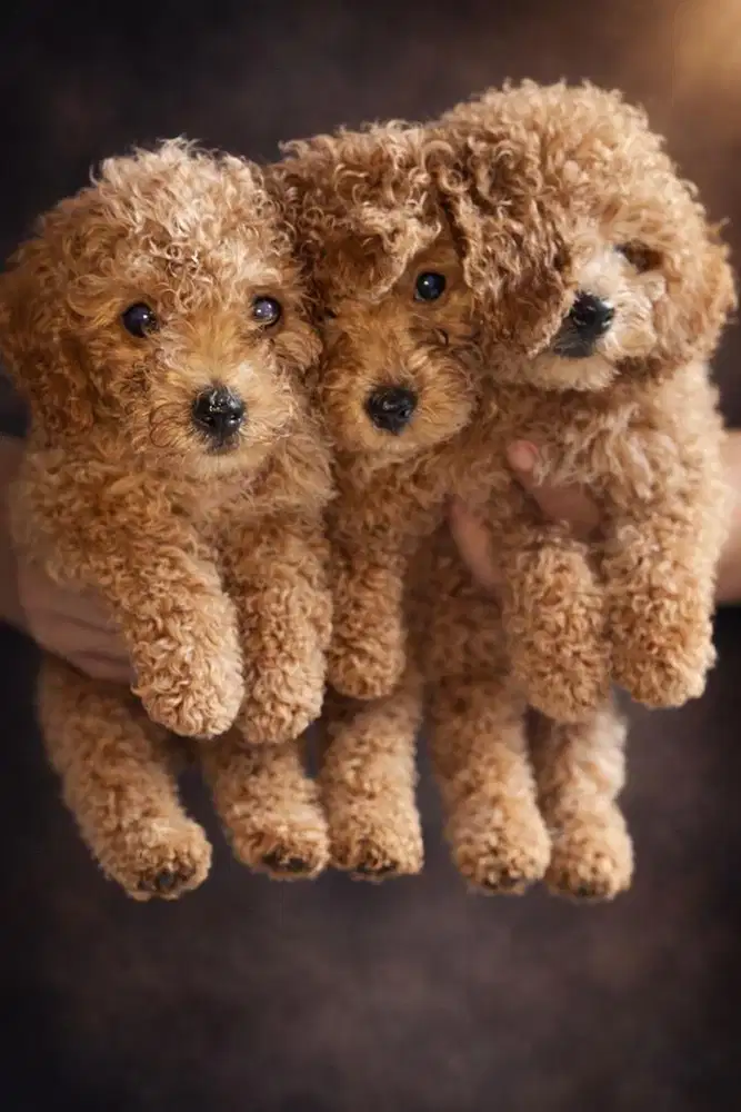 Di jual Puppy Poodle, asli No Mix