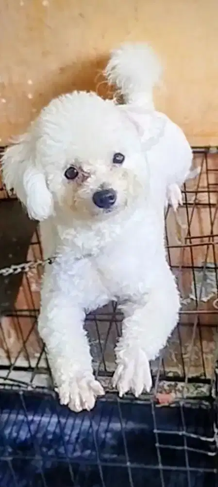 Anjing Ras Bichon Frise