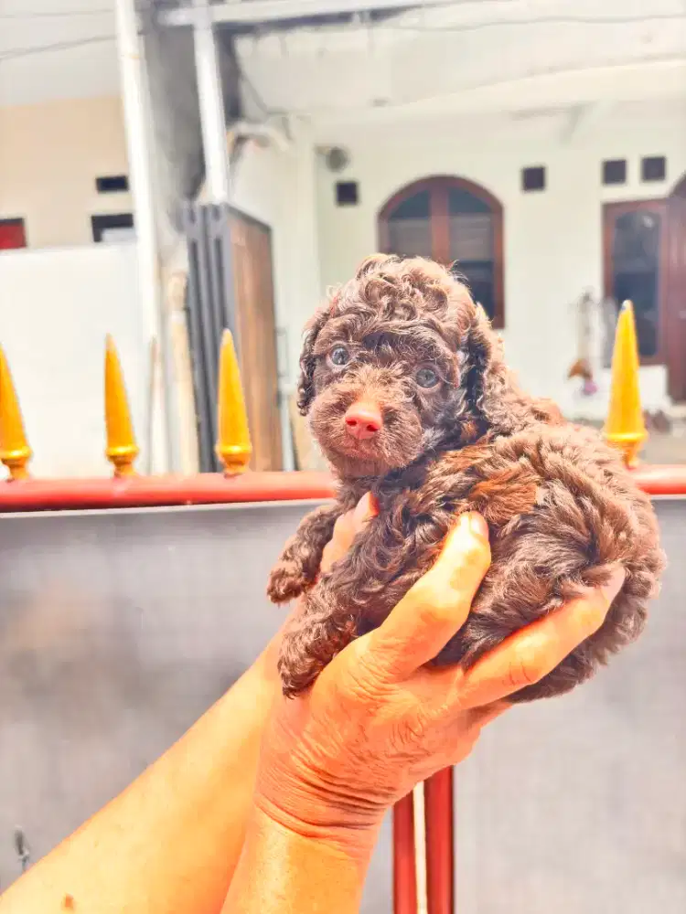 Choco toy poodle pure
