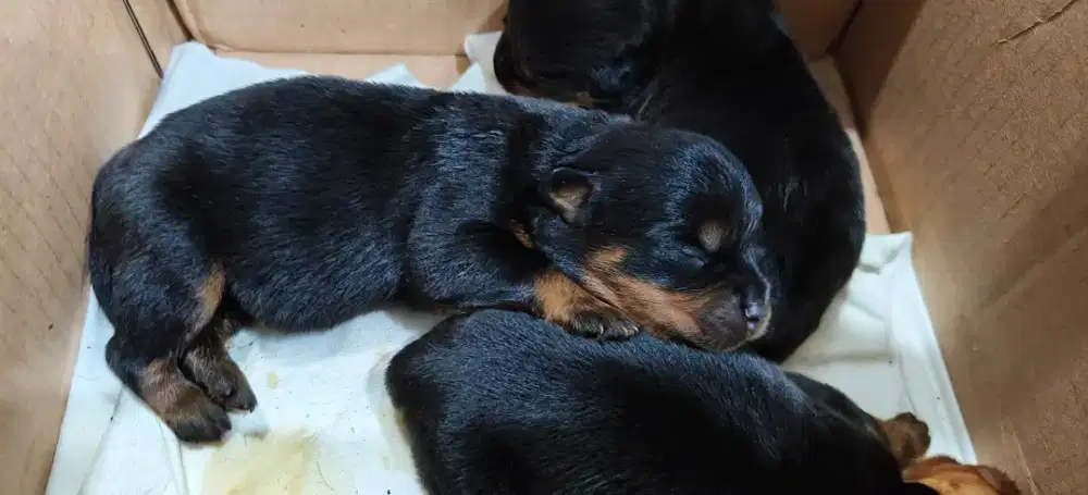 Rotweiler puppy stb jantan dan betina