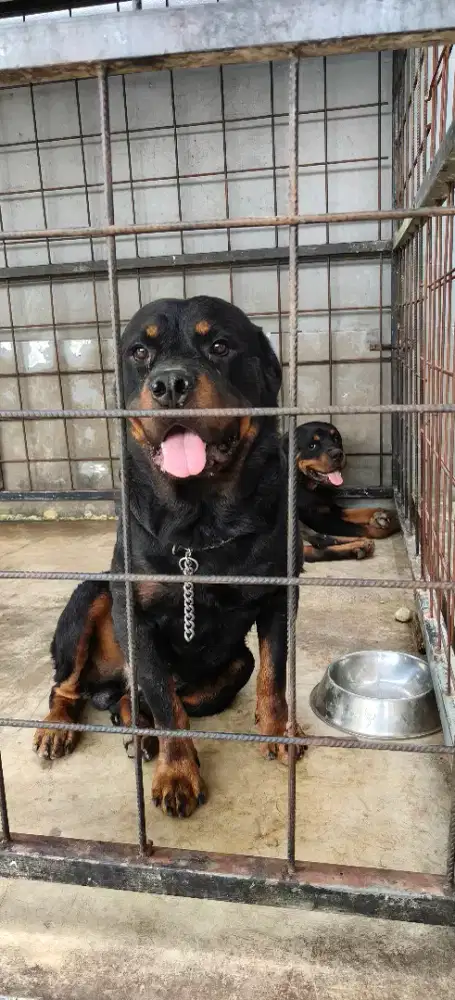 Rotweiler puppy stb jantan dan betina
