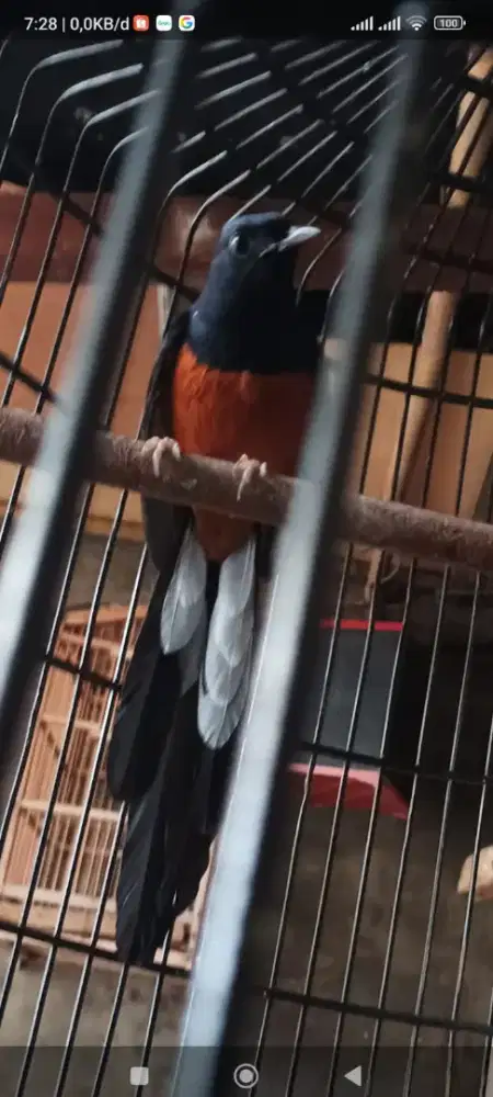 Jual burung murai baru medan