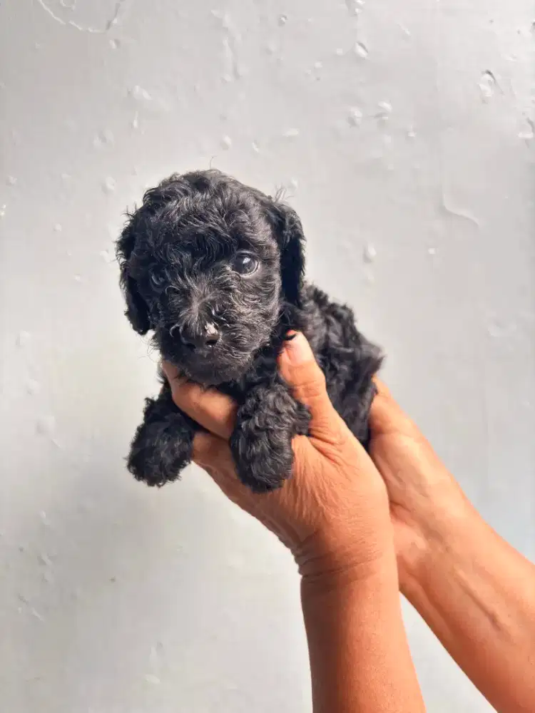 Black Toy poodle pure