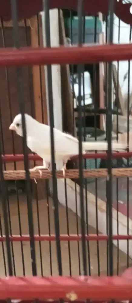 Jual burung kenari putih jantan