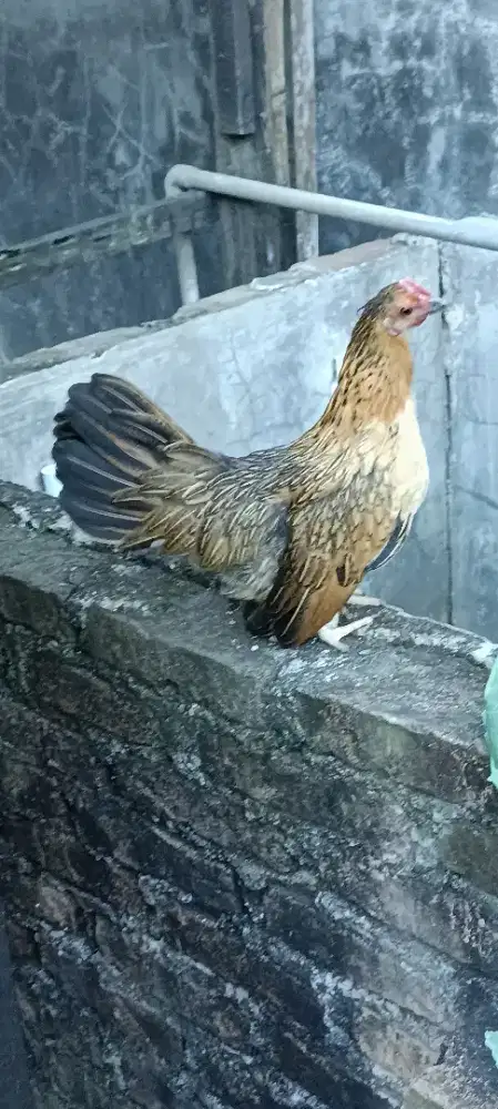 Ayam Kate hias betina