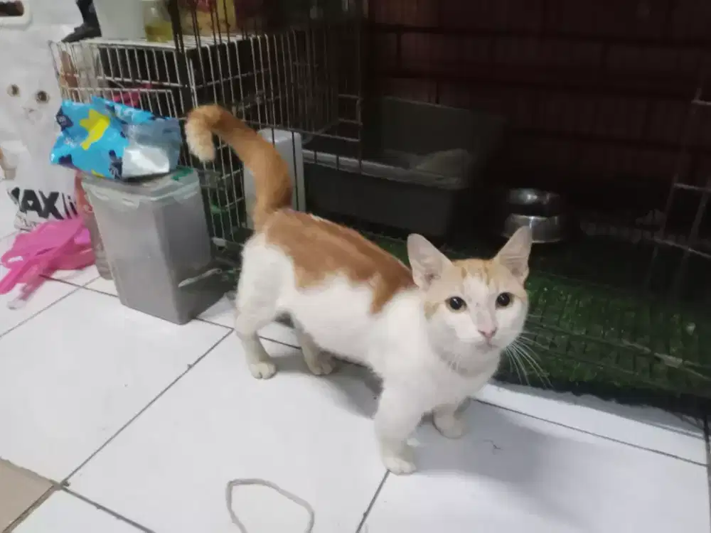 Di jual kucing Munchkin