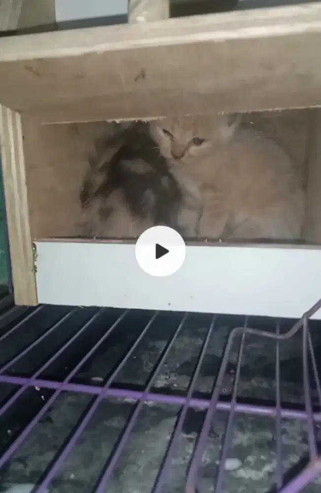 Kucing sehat mata sehat yang di foto mata sehat tanpa cacat