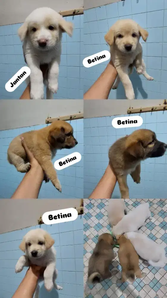 ANAK ANJING UMUR 2 BULAN