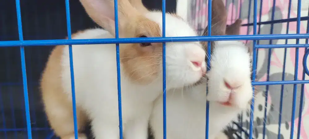 Kelinci Dutch (Belanda) Ramah Keluarga&Anak & Kandang Kelinci Size XL