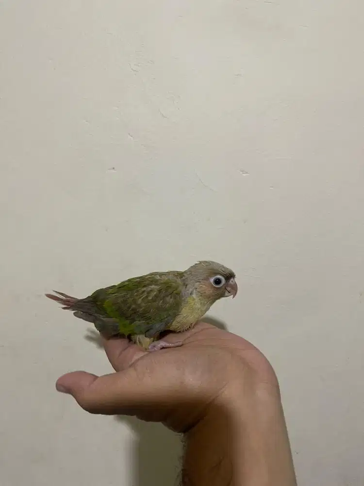 Baby Cinamon conure not sun conure falk