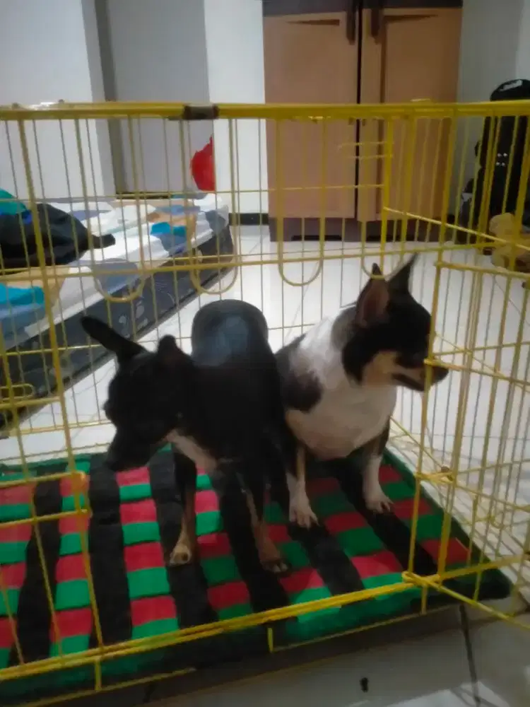 anjing chuwawa sehat terawat