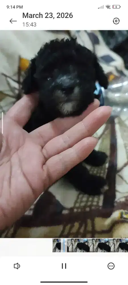 Anjing poodle betina silver. Tiny cebol istimewa. Hoki lahir pas imlek