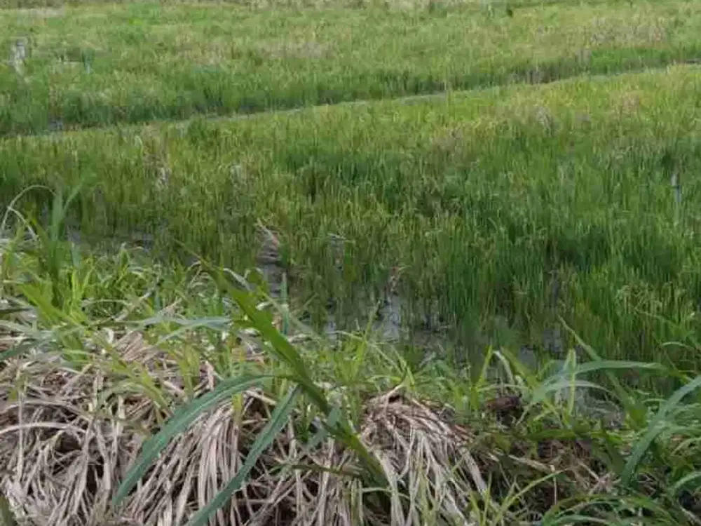 tanah langka di sewa jangka panjang cocok untuk bisnis akses jalan utama di Mas Ubud