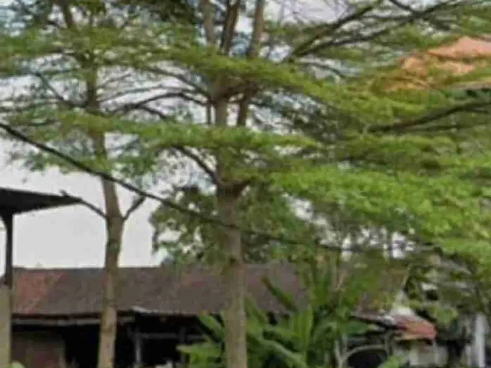 tanah langka di sewa jangka panjang cocok untuk bisnis akses jalan utama di Mas Ubud - Thumbnail 6