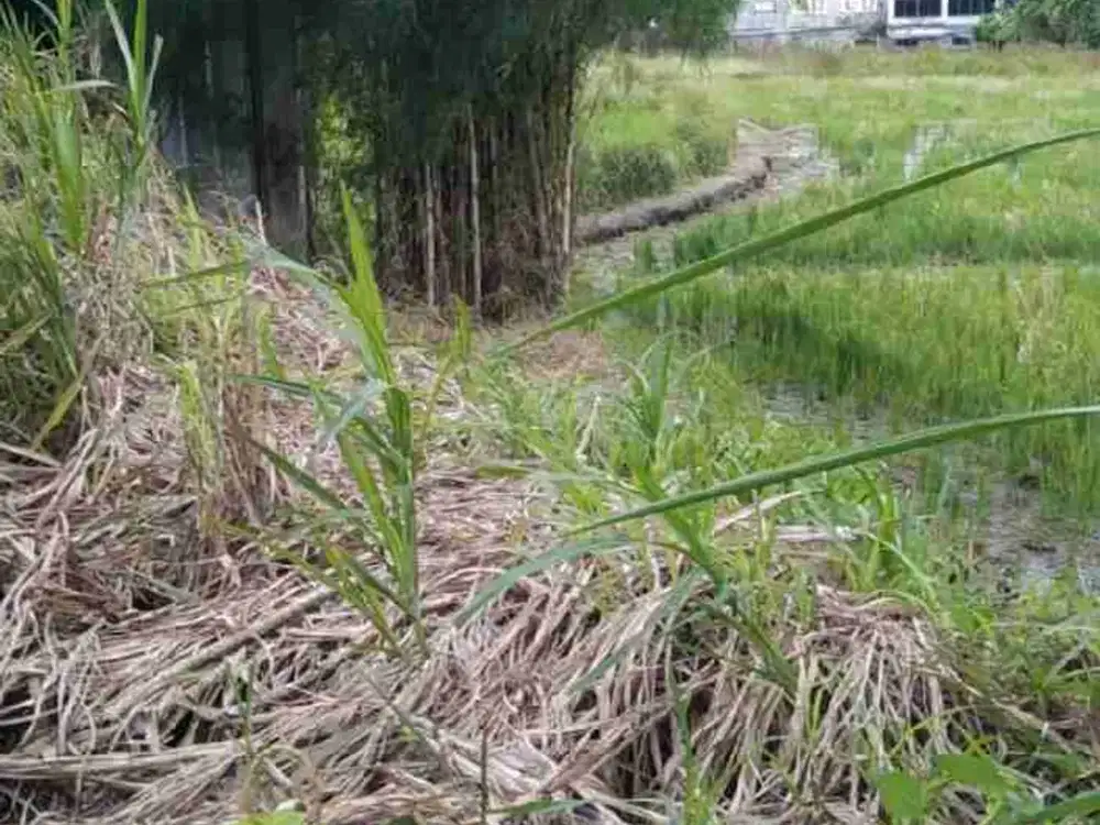 tanah langka di sewa jangka panjang cocok untuk bisnis akses jalan utama di Mas Ubud - Thumbnail 10
