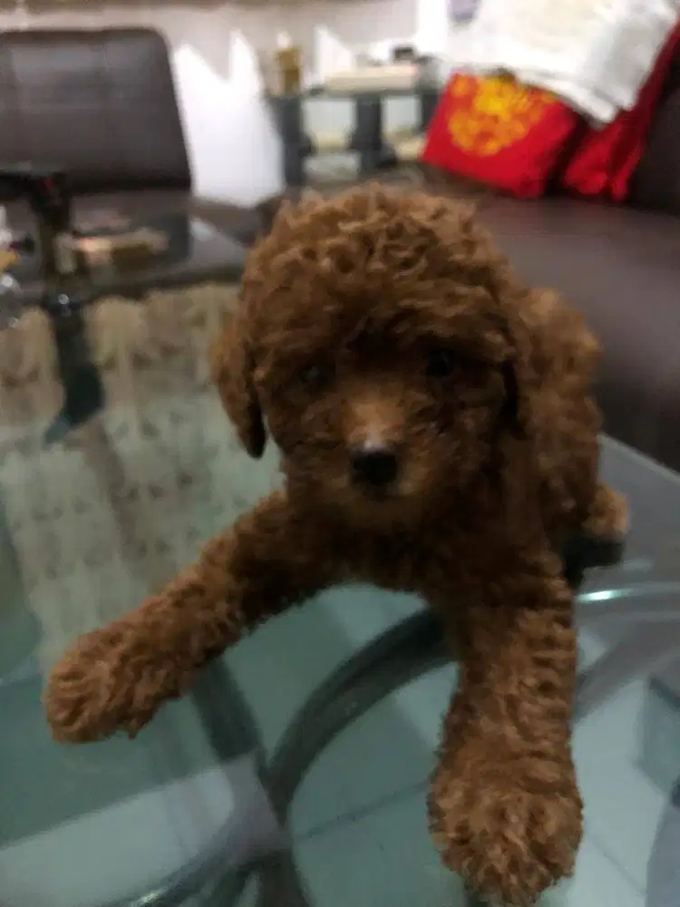 Anjing Poodle usia 2 Bulan