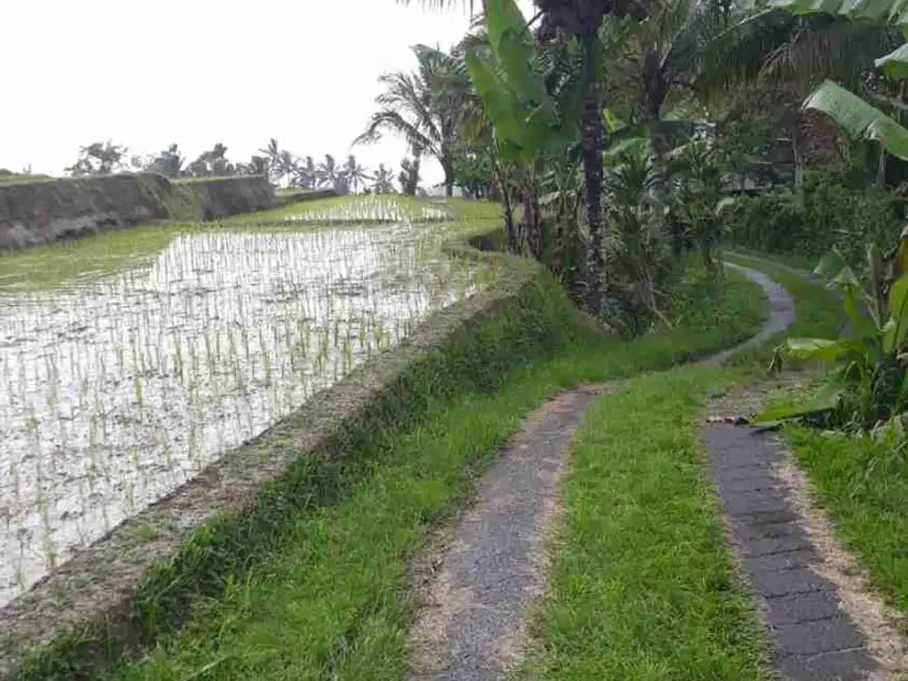 jual tanah murah tabanan 70 are harga 25/ are