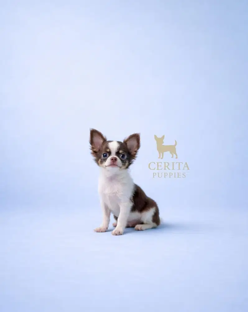 Jual Mini Chihuahua Longhair Jantan