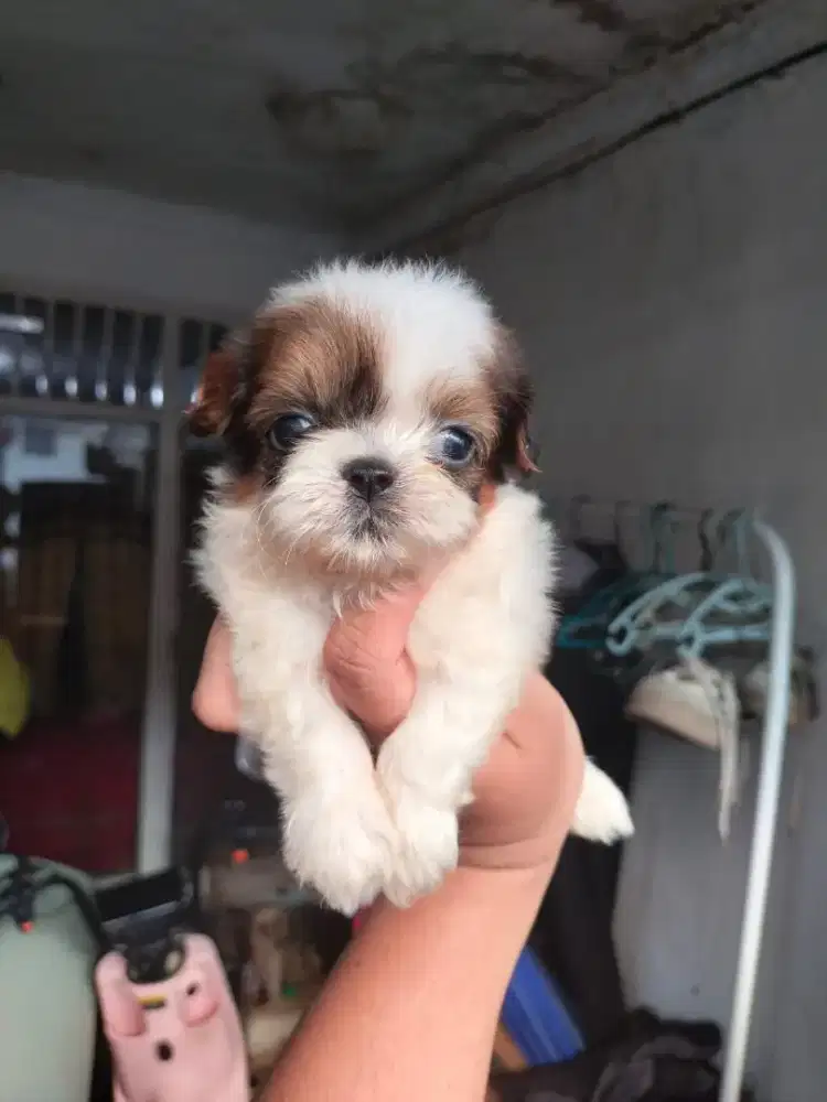 Jual anakan supermini shihtzu