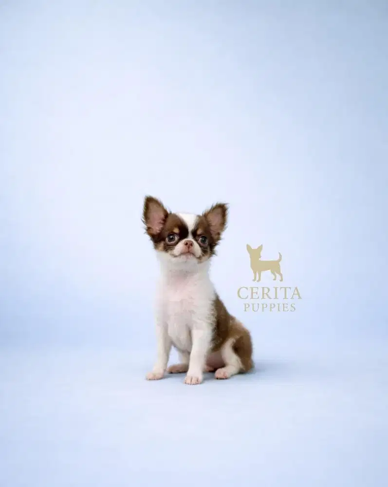 Jual Mini Chihuahua Longhair Jantan