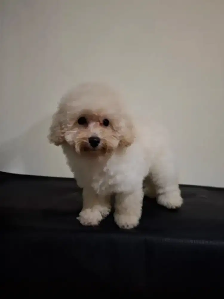 White Toy Poodle
