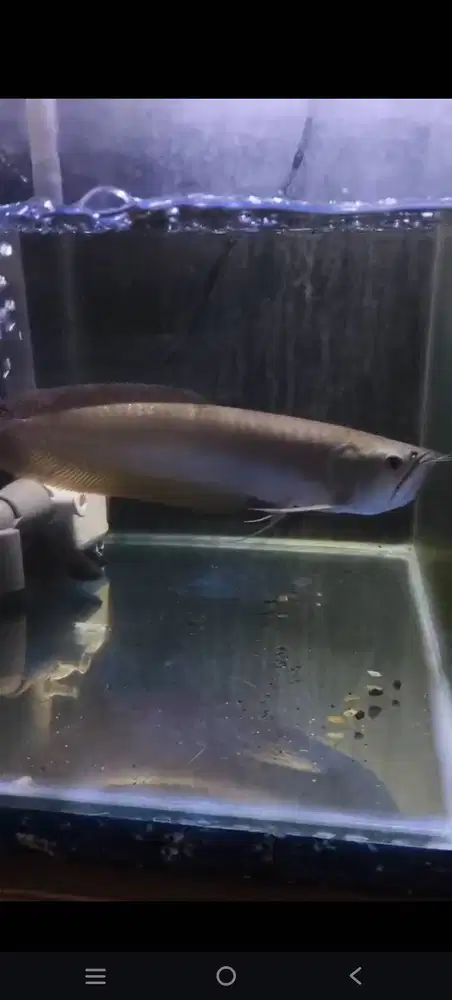 Arwana Silver Red Uk. 50cm