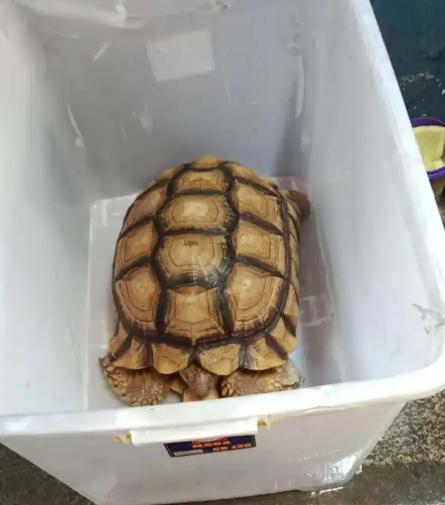 Sulcata jantan 47cm