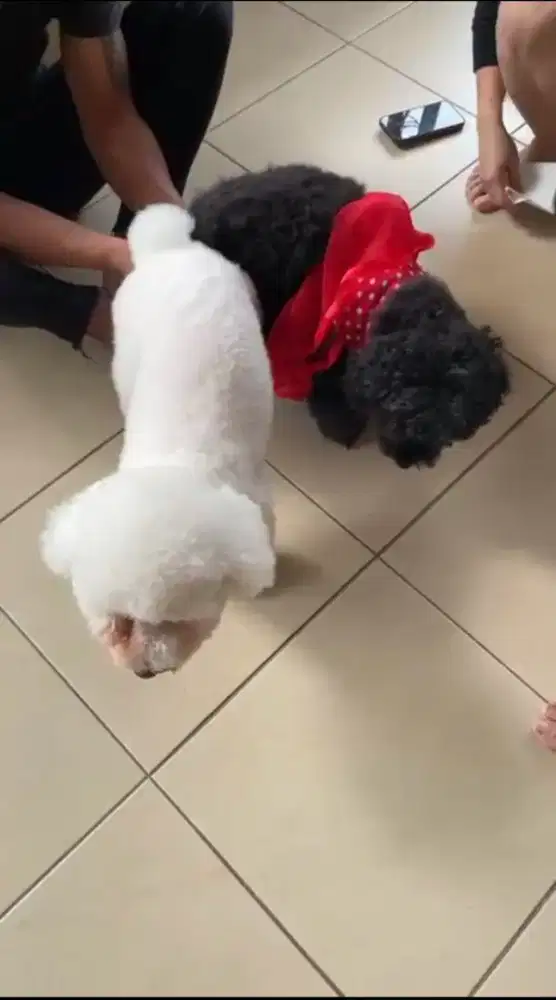 Anakan White Toy Poodle - Poodle Putih