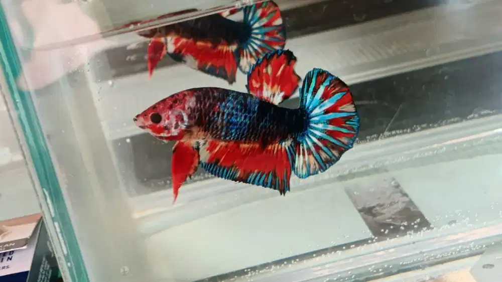 Ikan Cupang Baby Giant Besgel