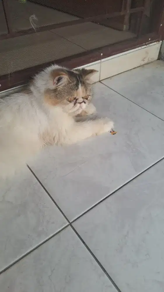 Adopt kucing persia peaknose calico