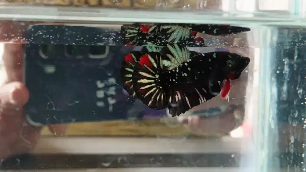 Ikan Cupang Plakat Avatar Nebula