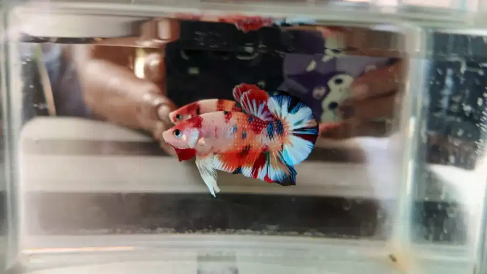 Ilan Cupang Plakat Multi