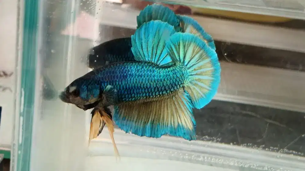 Ikan Cupang Baby Giant Besgel Blue