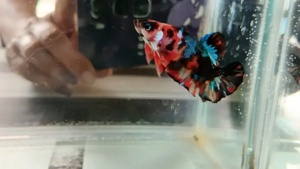 Ikan Cupang Plakat Multi