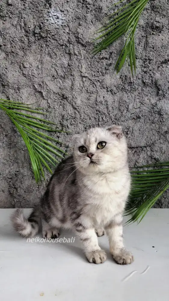 Scottish Fold Male Jantan Kitten SF Silver Marble