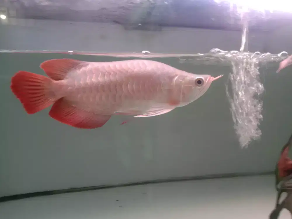 Arwana Super Red SSB Semi King  Kwalitas bagus size -+28cm