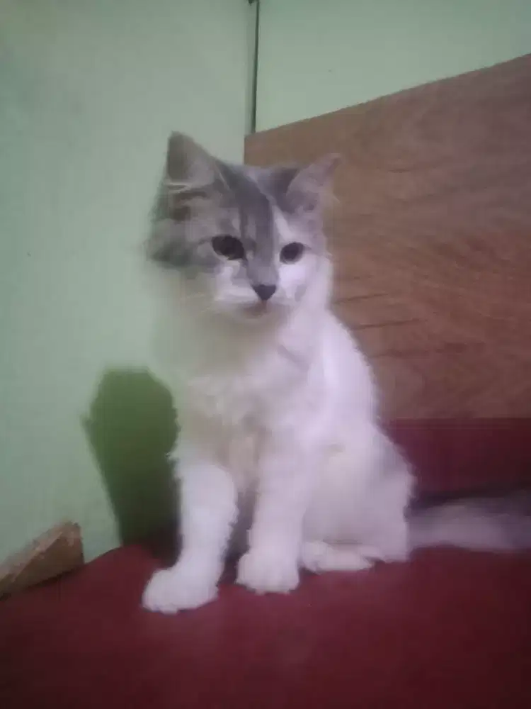 Mix persia 5 bulan betina