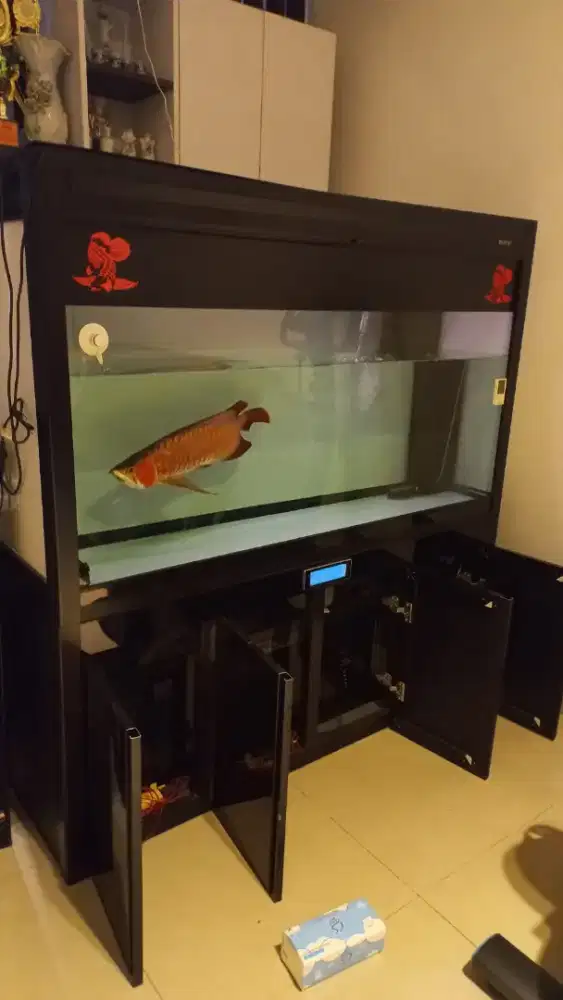 Jual Aquarium BOYU bonus ikan arwana