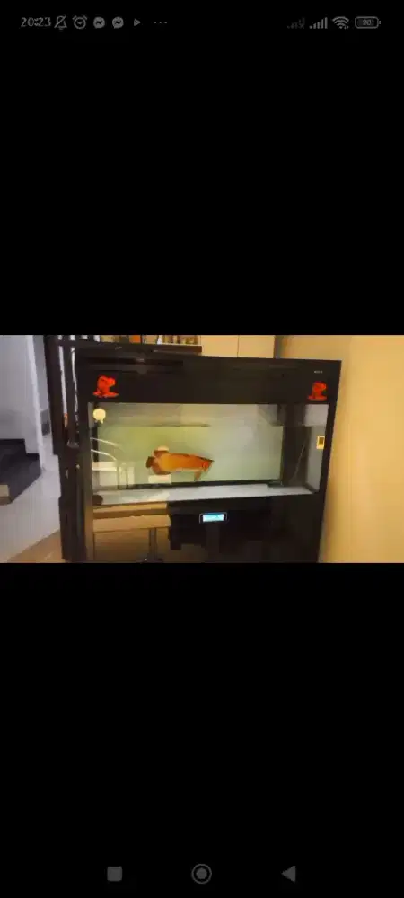 Jual Aquarium BOYU bonus ikan arwana