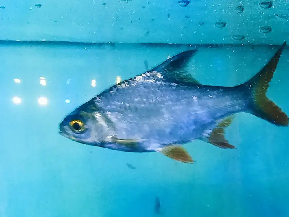 Kaviat biasa lokasi sawangan