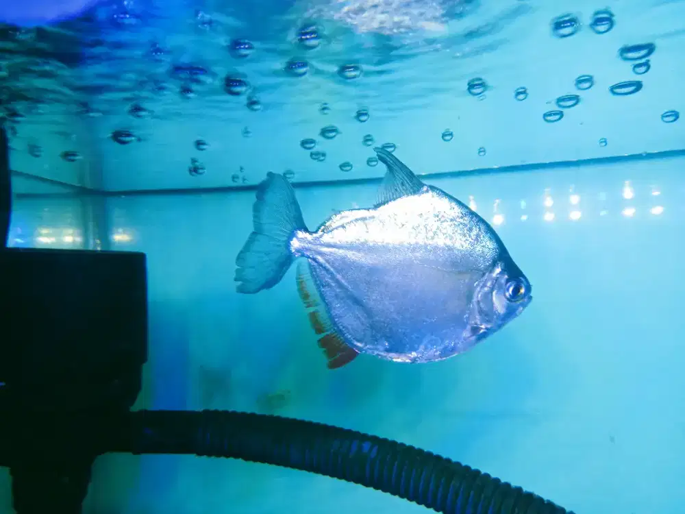 Silver dolar big size