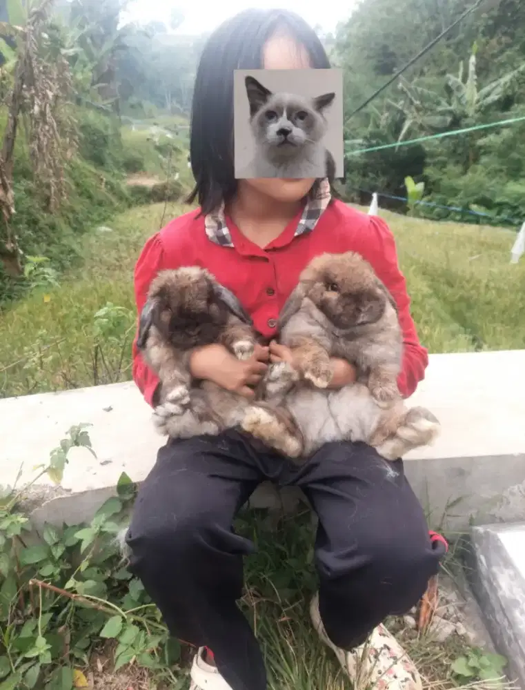 Barter Kelinci holland lop