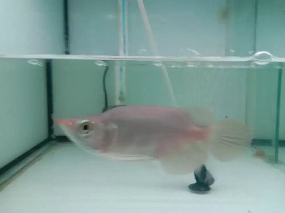 Super Red SB Semi King Spek kontes Size -+15cm