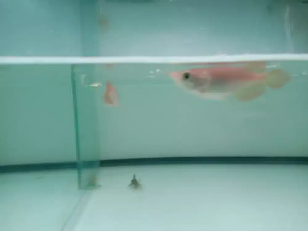 Arwana Super Red  SB Semi king size -+8-cm