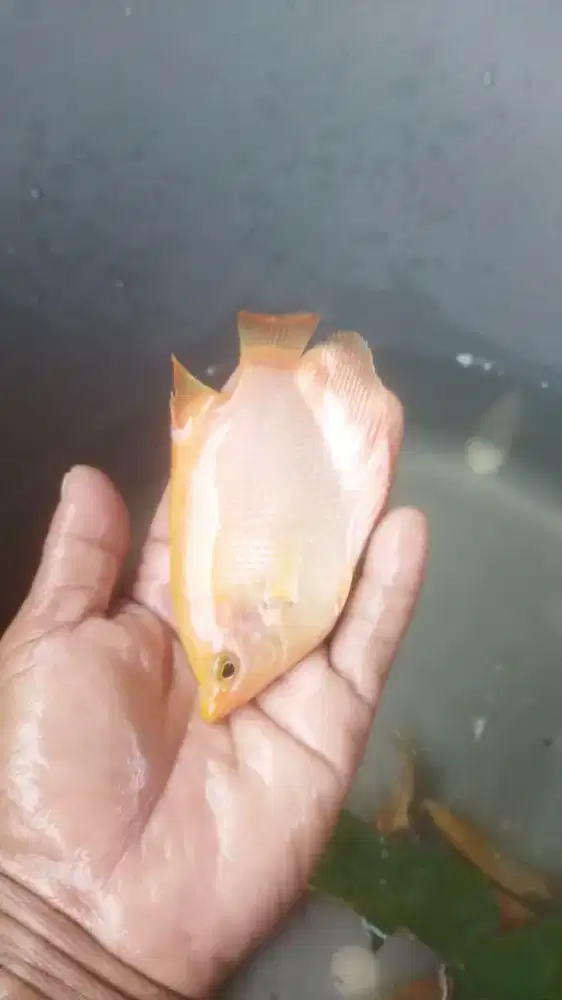 BIBIT GURAME PADANG 3 JARI