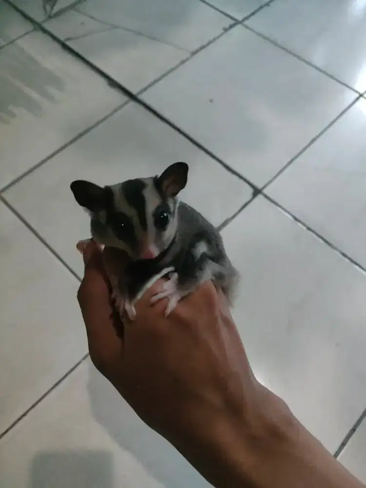 Joey Sugar Glider Classic Grey Jantan